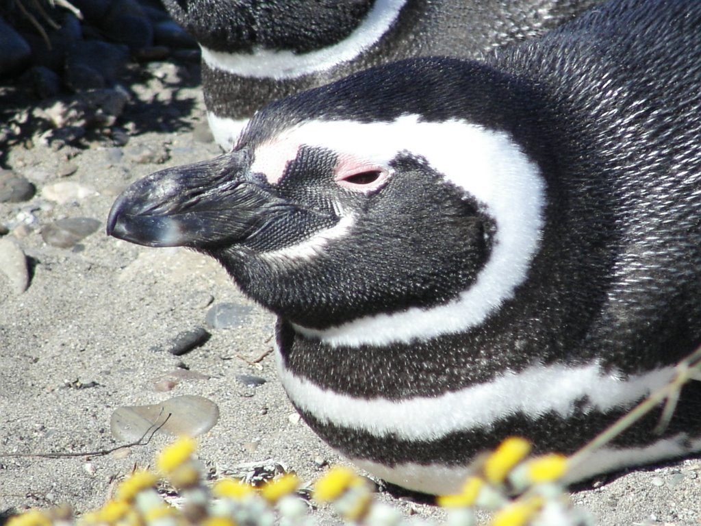 Penguin enjoying the warming sun by horst2008