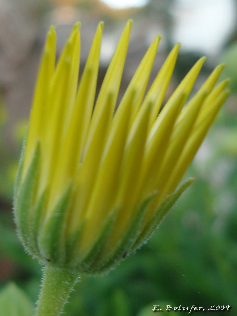 Amarillo / Yelow by ebolufer