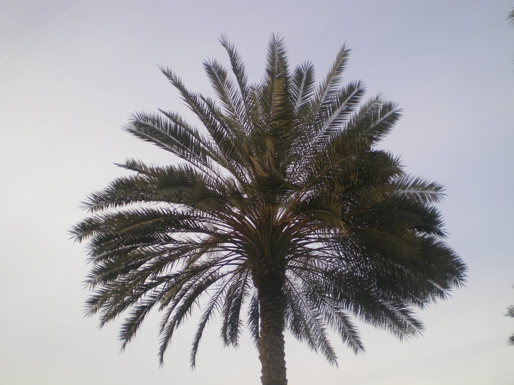 Alone, but not lonely in Majaz park, Sharjah by F R Alvi