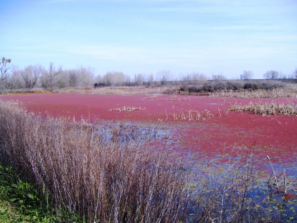 Marsh in winter by speerman