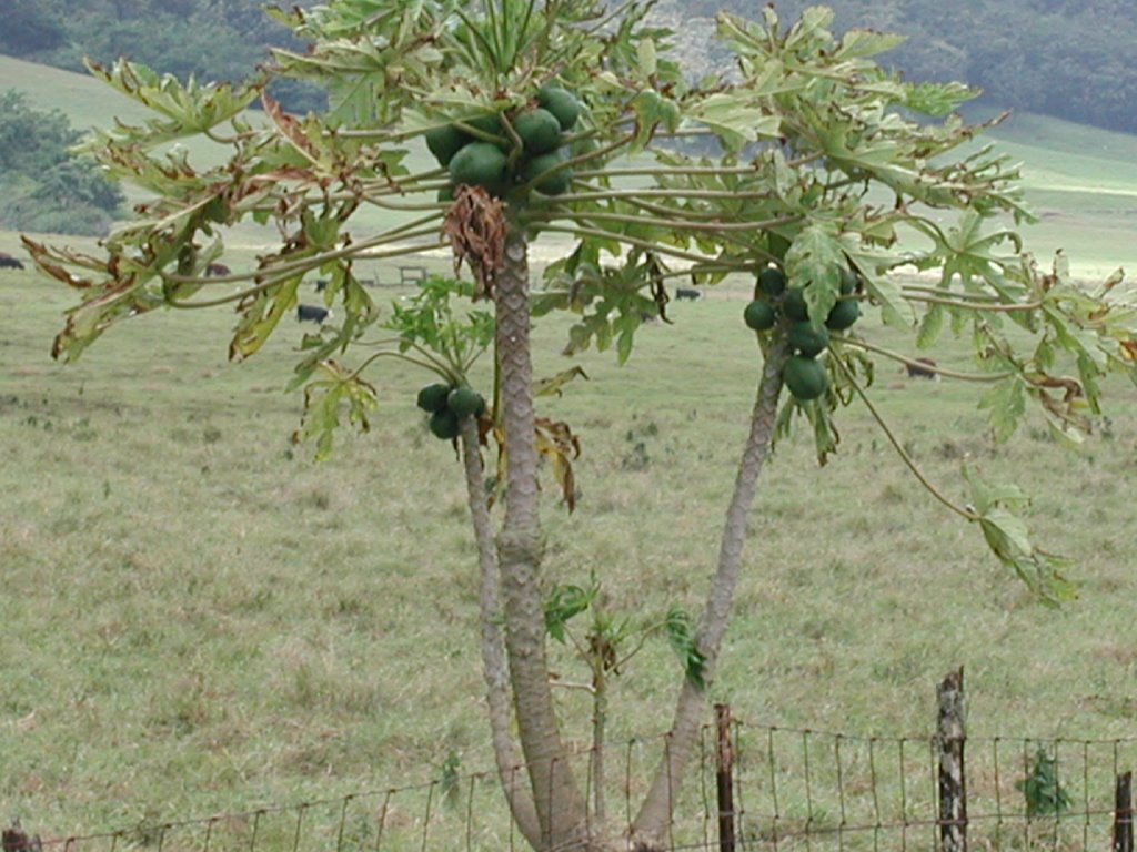 Papaya Tree by NancyToday