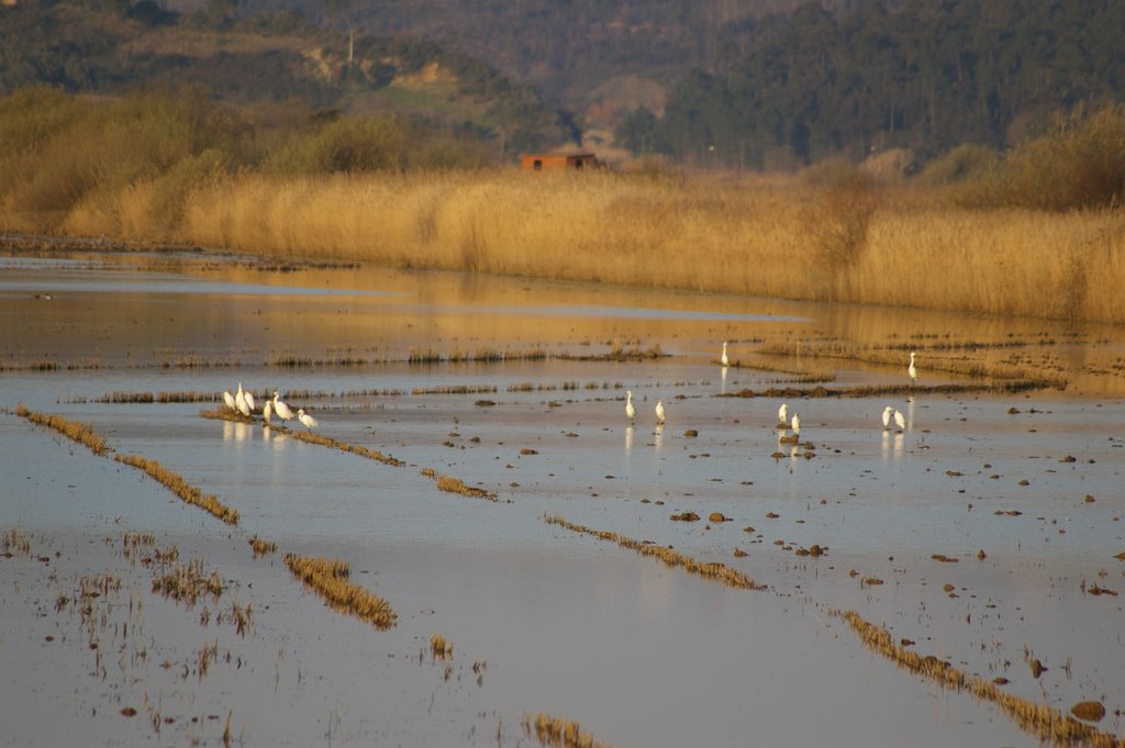 Borda Campo by Carlos Berardo