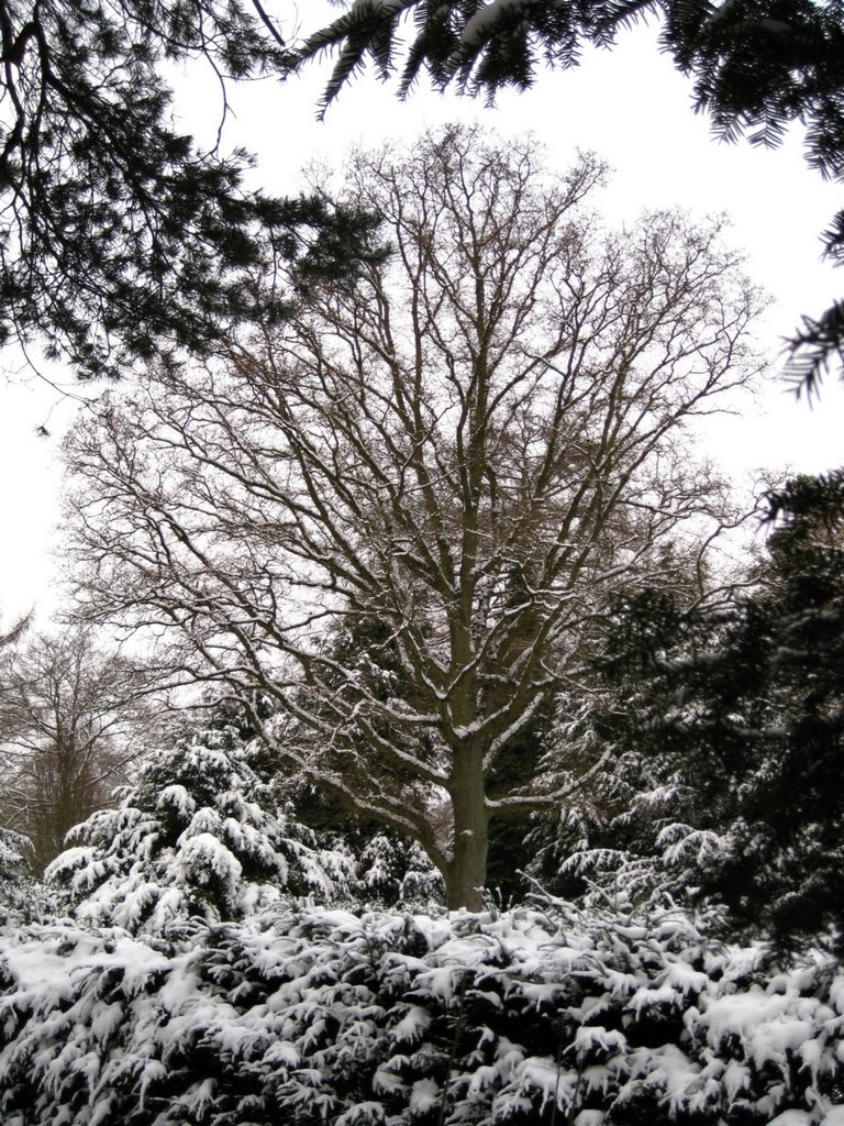 An Oak tree in winter by thor☼odin™