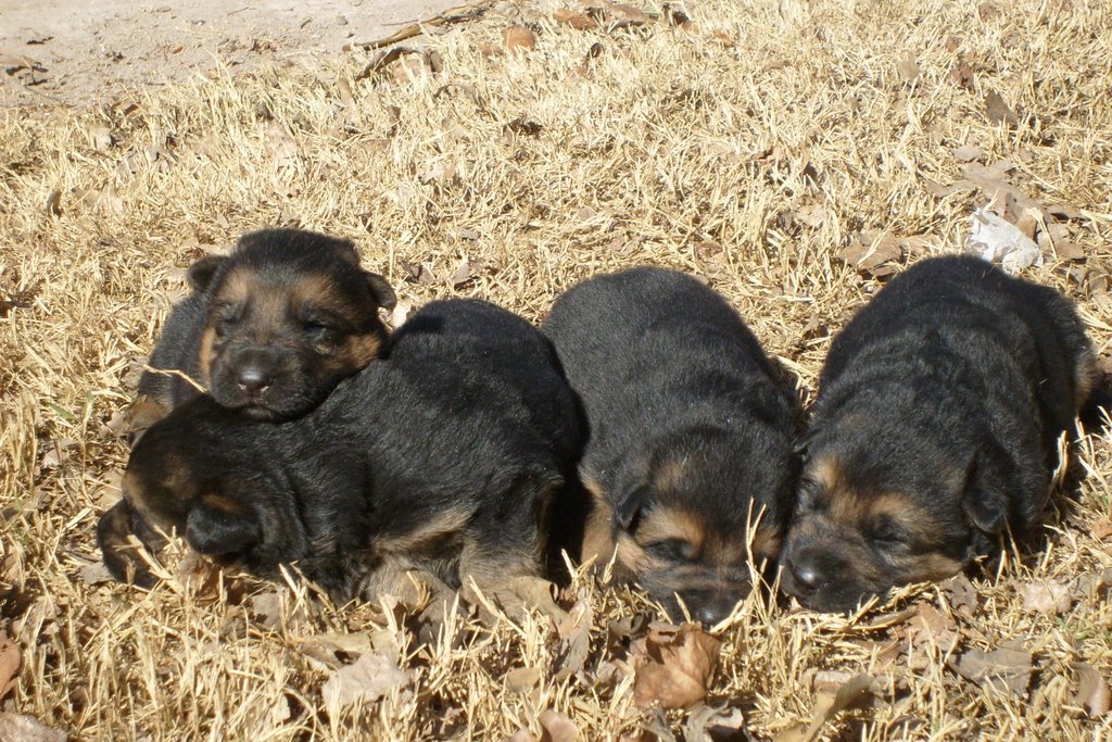 Cachorros Criadero Aranda del Duero by rodrigoaranda