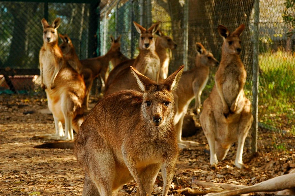 Bunch of Kangaroos @ Lone Pine, by Jerry Leong