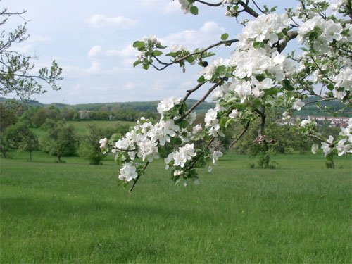 Apfelblüte in Eschringen by DMWeb