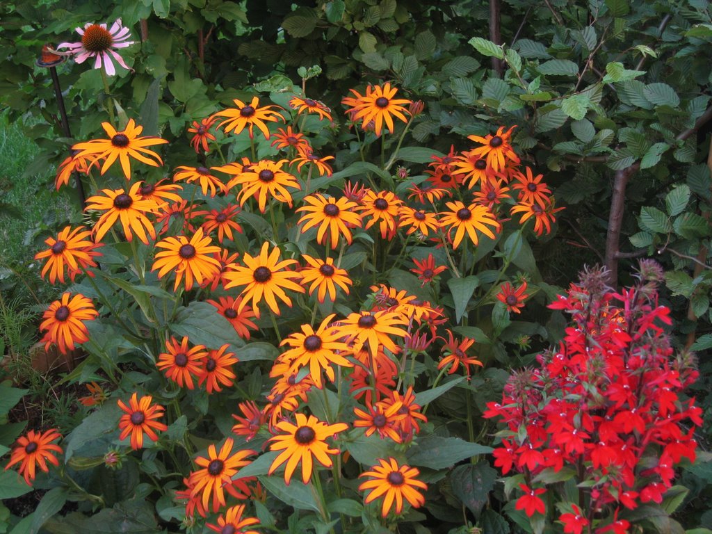 Cut-leaved coneflower in my garden by miafortuna