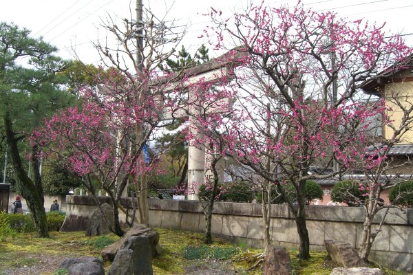 Yasaka-Shrine by sonotune