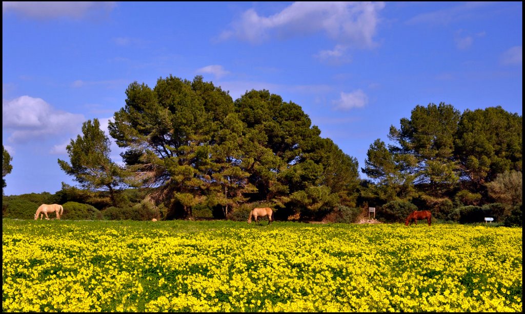 SA COMA HORSES by calamorlanda