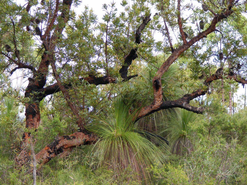 Banksia and Grasstrees by scml