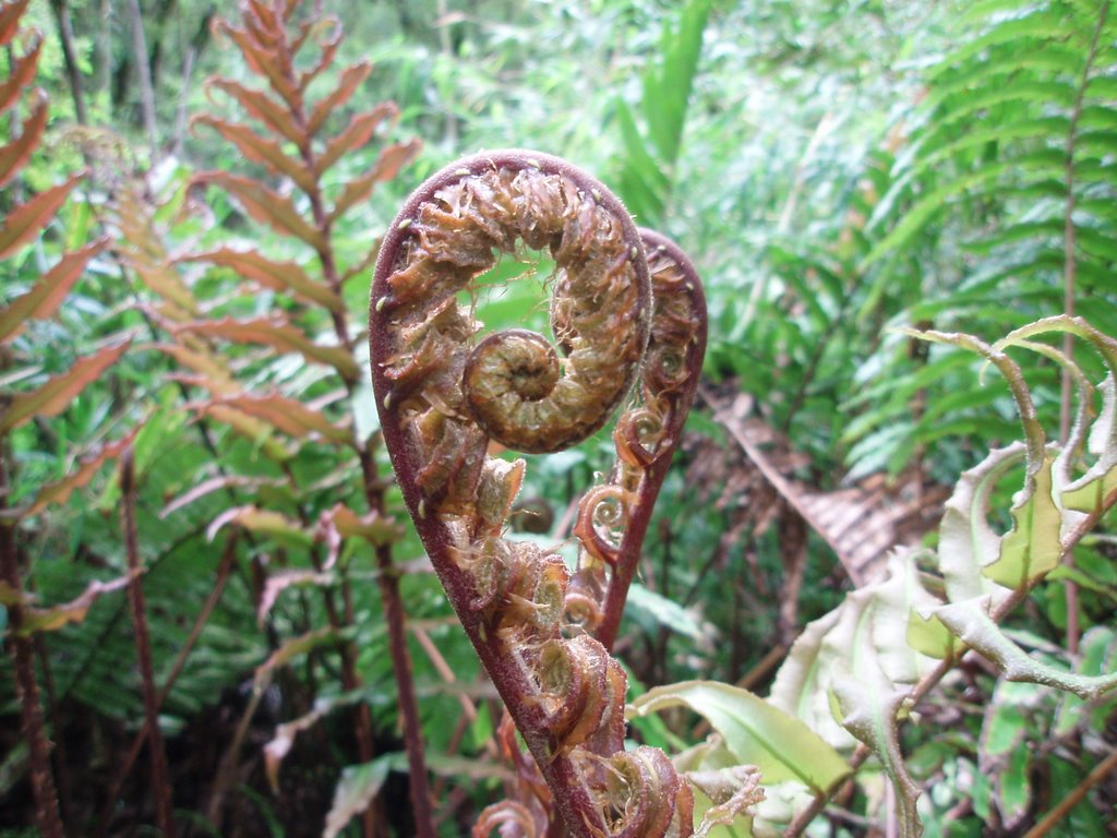 Fern - Llanquihue Parque Nacional (LT) by LukeT