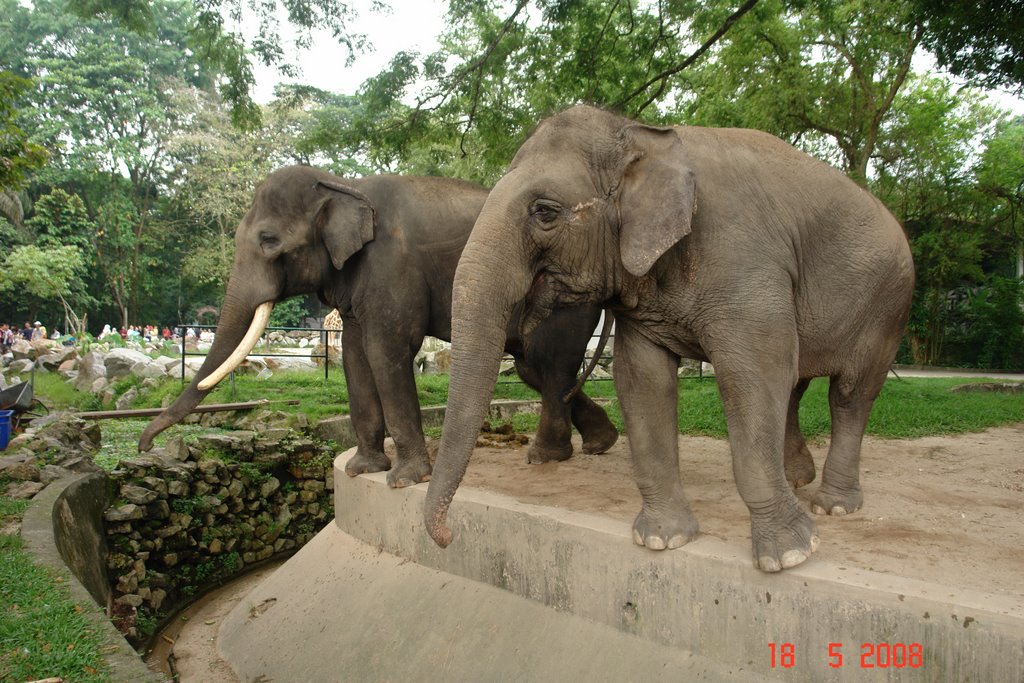 Zoo Negara elephants by Vitaliy Zadorozhny