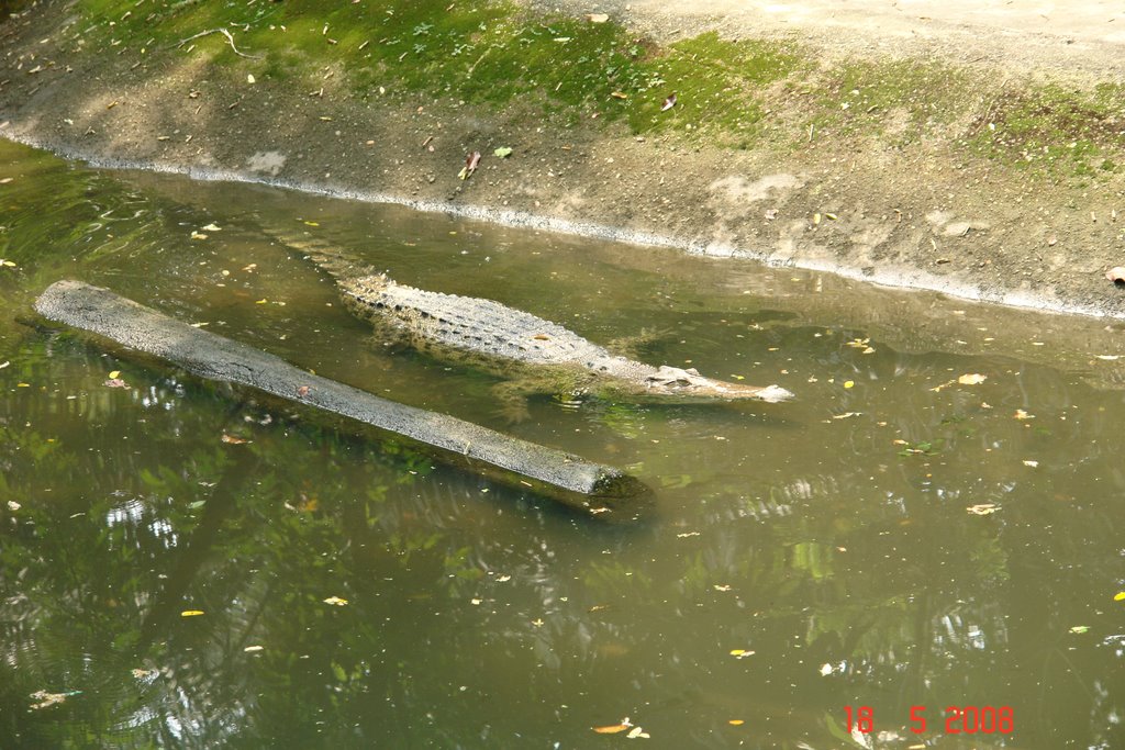 Zoo Negara crocodile by Vitaliy Zadorozhny