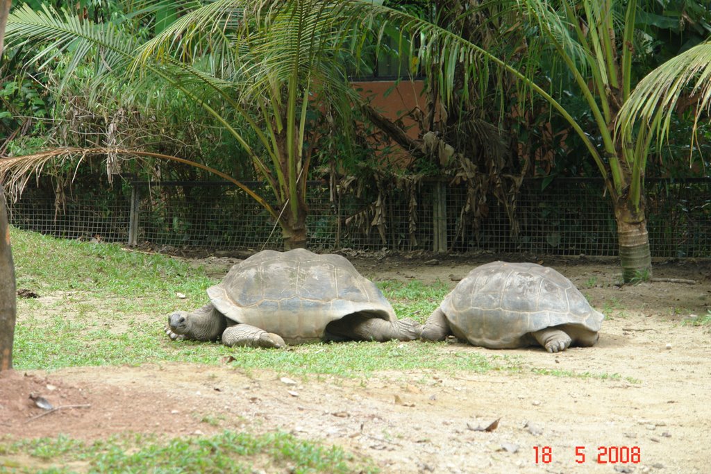 Zoo Negara turtles by Vitaliy Zadorozhny