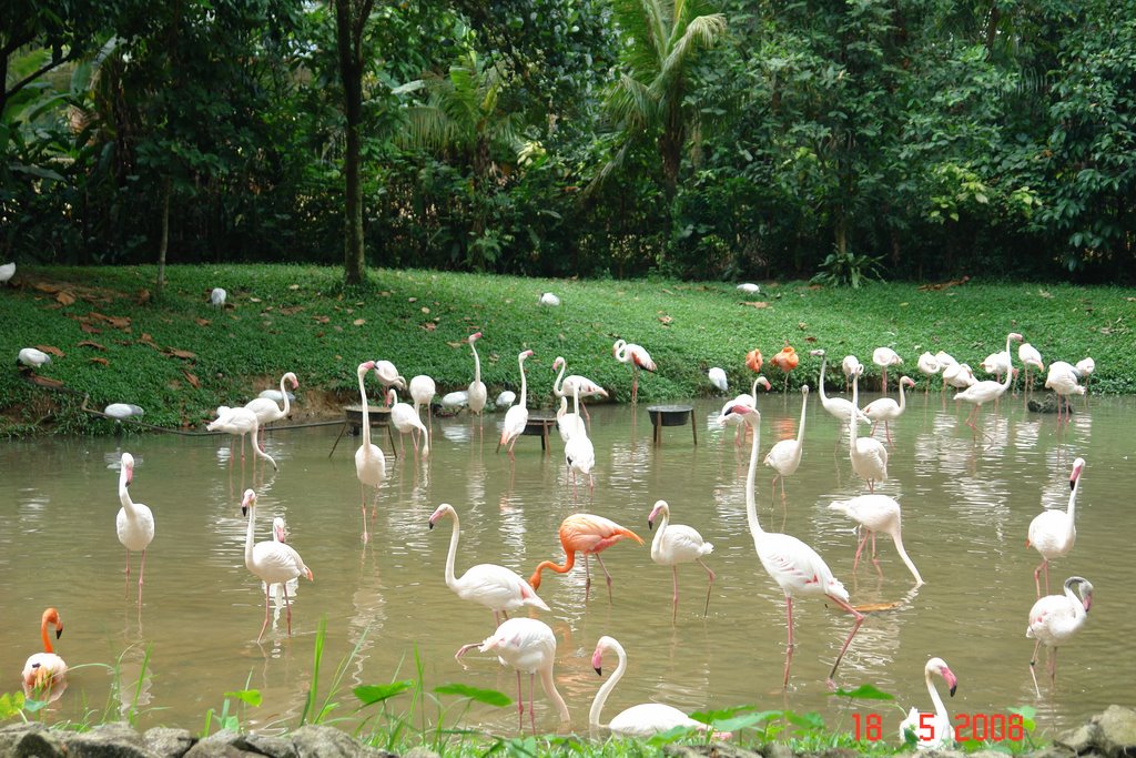 Zoo Negara flamingo by Vitaliy Zadorozhny