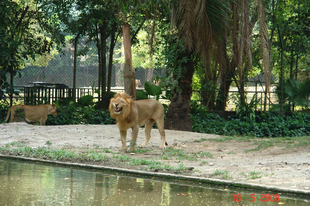 Zoo Negara lion by Vitaliy Zadorozhny