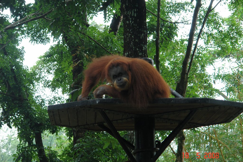 Zoo Negara orangutan by Vitaliy Zadorozhny