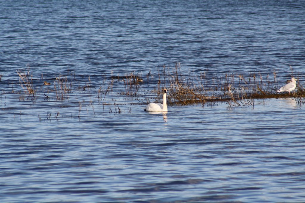 Swans by paully16