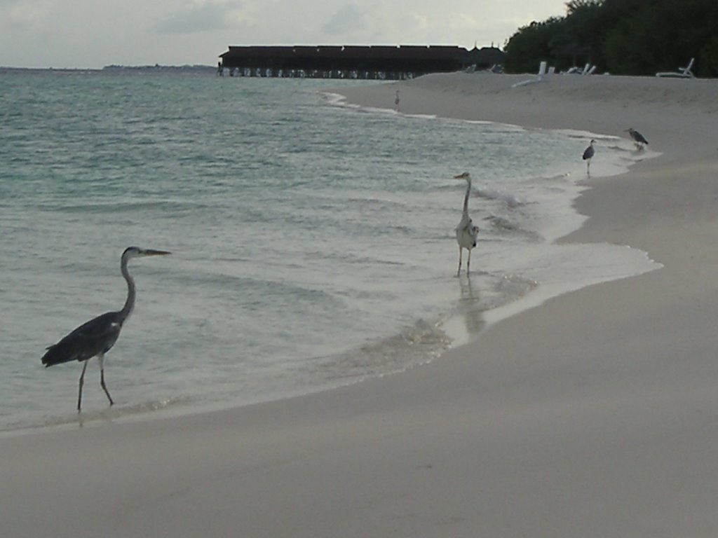 Laguna Maldives herons by Vitaliy Zadorozhny