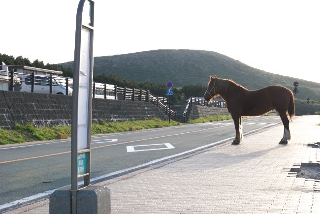 阿蘇の馬　Horse in Aso by uproad