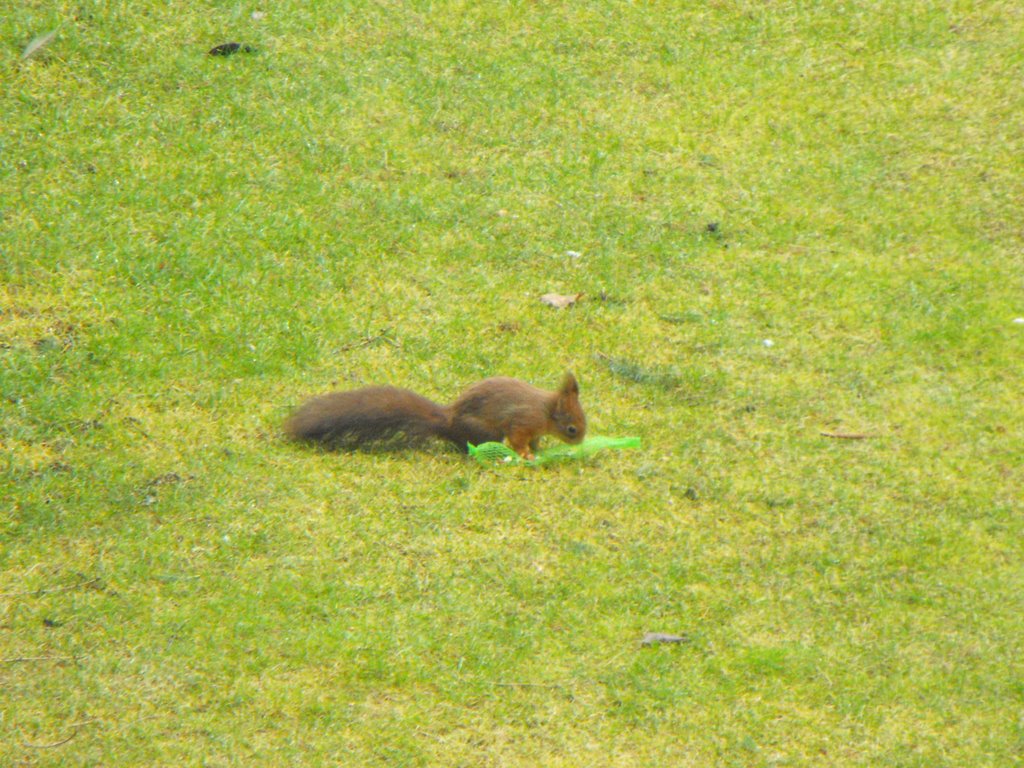 Squirrel in the Garden by SimSim1