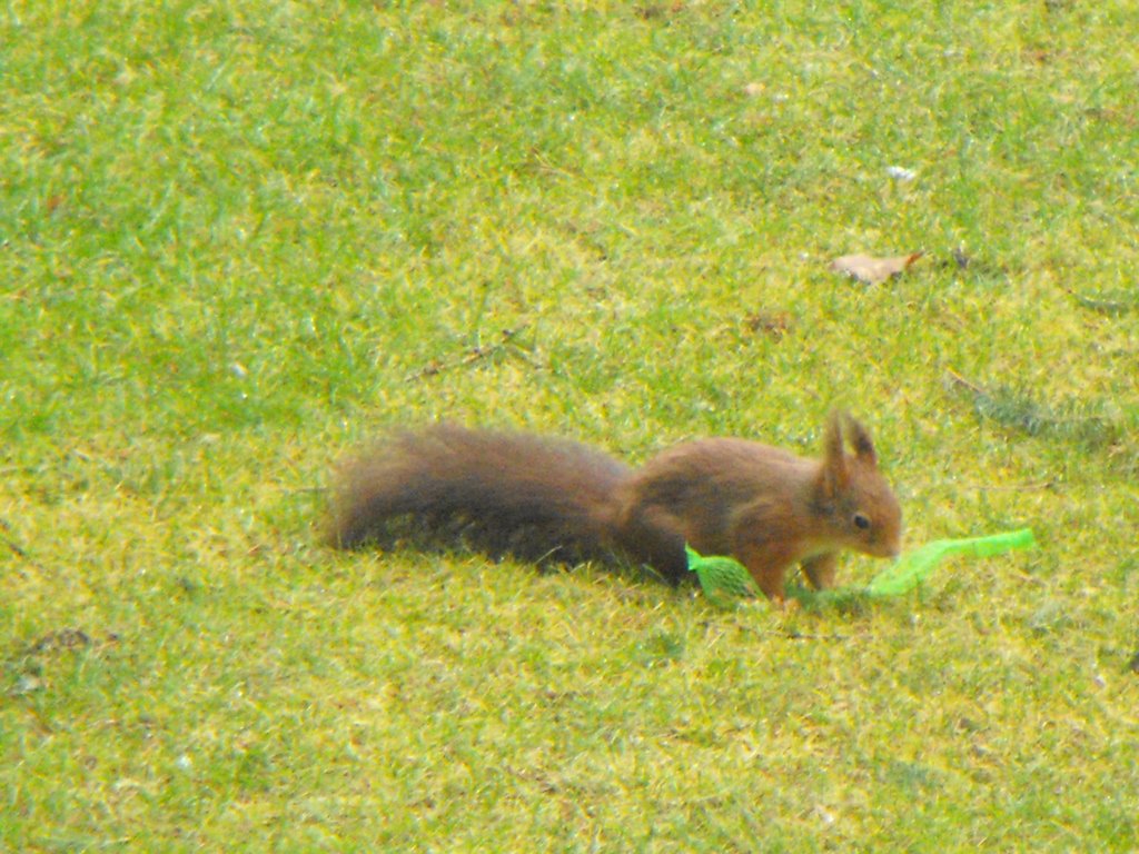 Squirrel in the Garden by SimSim1