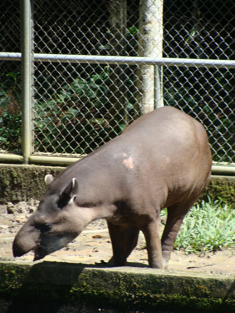 Anta - Tapir - CIGS - Manaus by RicardoHossoe