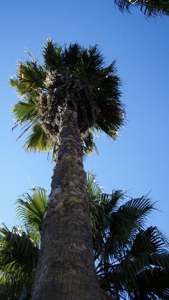 Palmera by mendozinodeveracruz