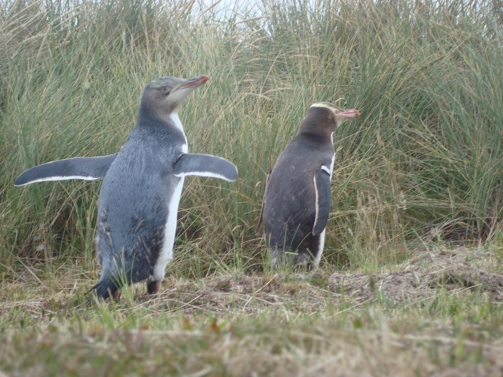 Yellow eyed penguin by francisco_092