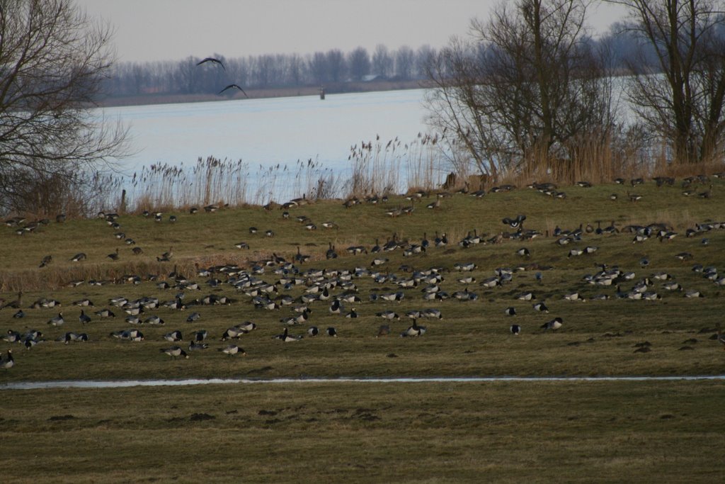 Ganzen Tonnekreek by www.pers-foto.nl