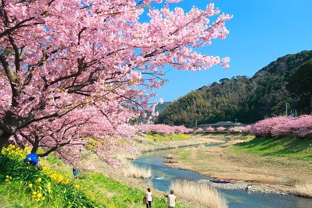 みなみの桜と菜の花まつり by zucu2