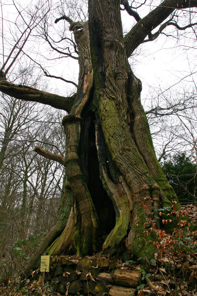 ‘Kabouterboom’ van Beek-Ubbergen / Old sweet chesnut of Beek-Ubbergen (Netherlands) DETAILS: SEE COMMENTS by Vincent Mauritz