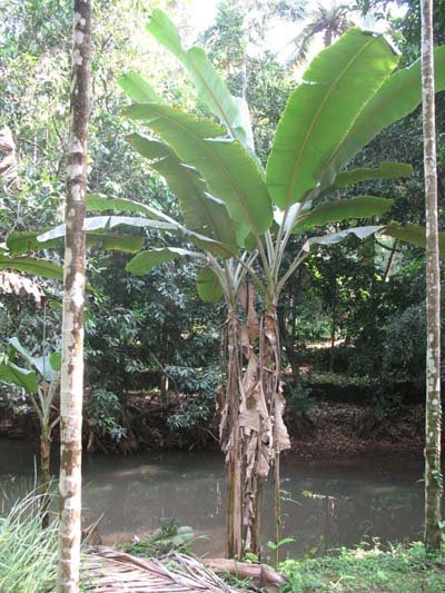 Sahakari spice farm banana by SergejSh