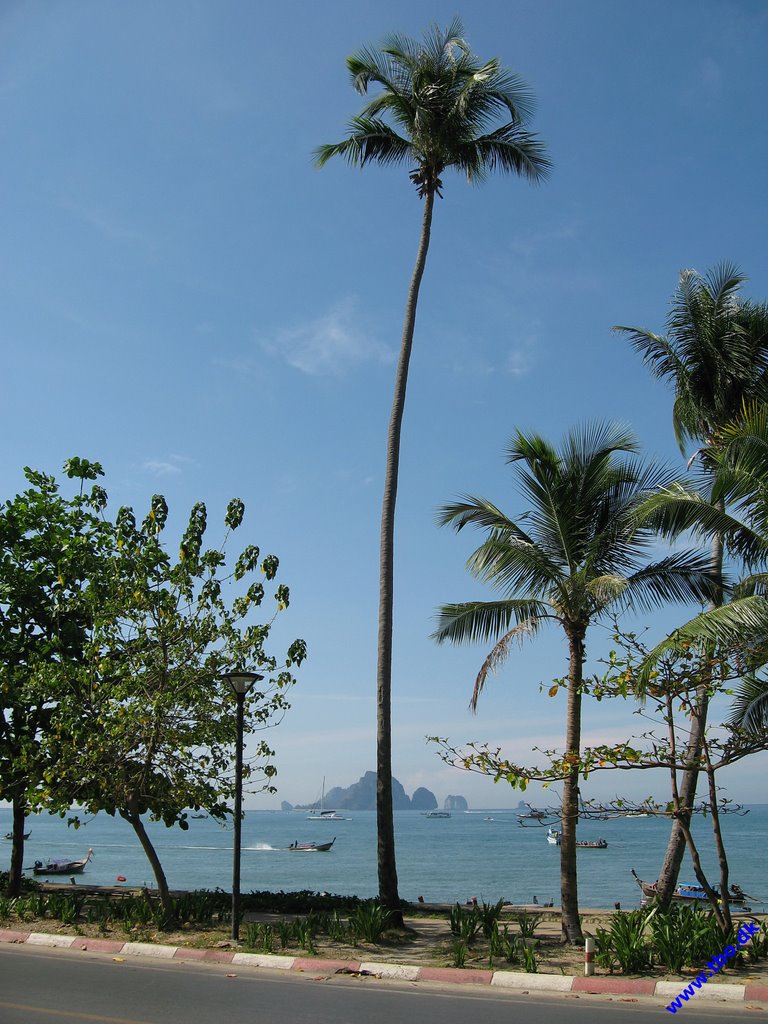 Palms in Ao Nang2 by tbo.dk