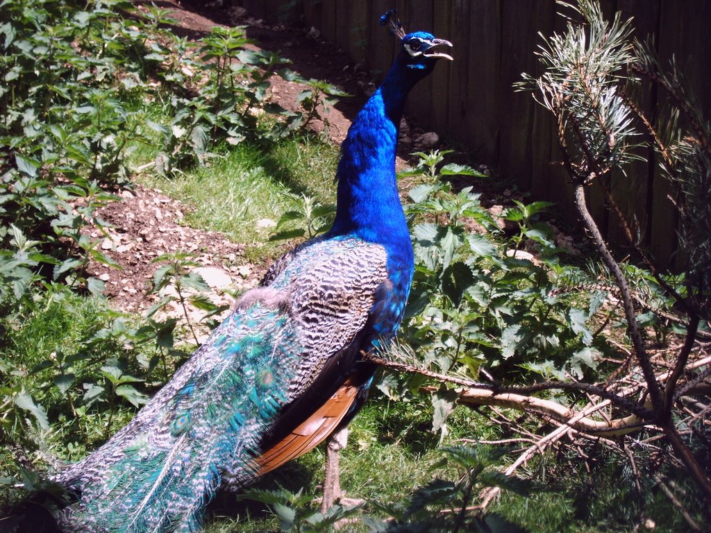 Meßstetten - Tiergehege - Pfau - Mai 2007 by Dr. Konrad R. Theoba…