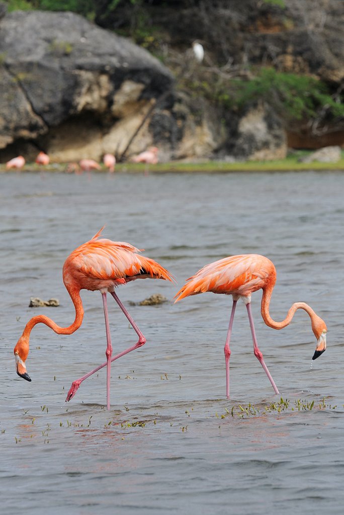 Washington Slagbaai National Park, Bonaire, Captain Don's Habitat (http://www.habitatbonaire.com/) by Andreas Bohlin