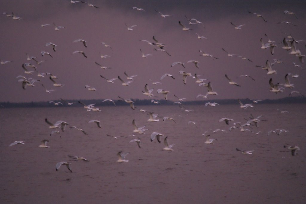 Seagulls in a storm by ep_pix