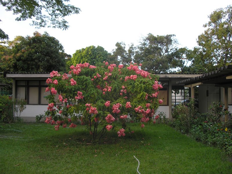 Jardim do Laboratorio de Tecnologia Farmaceutica UFPB by Socrates Golzio