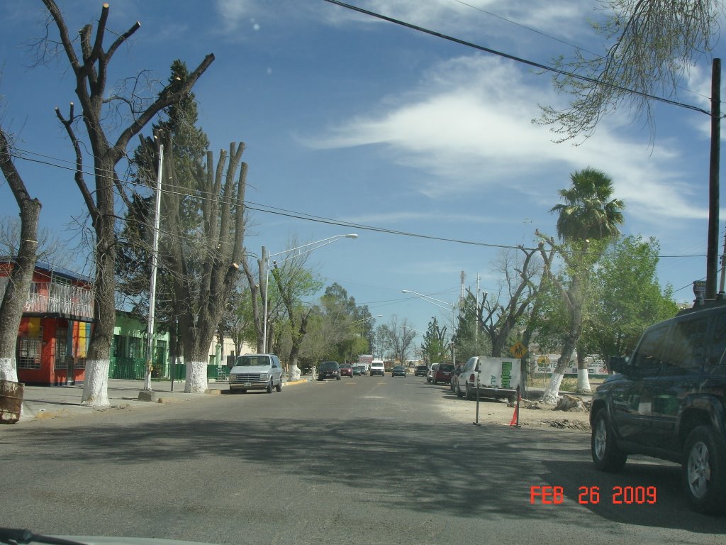 Av. juarez asi podaron los arboles en jimenez chih. by EDUARDONIX