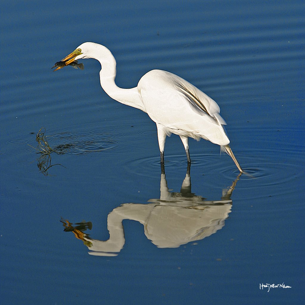 Được Mồi - Egret and a Poor Little Fish (hoangkhainhan.com) by Hoàng Khai Nhan