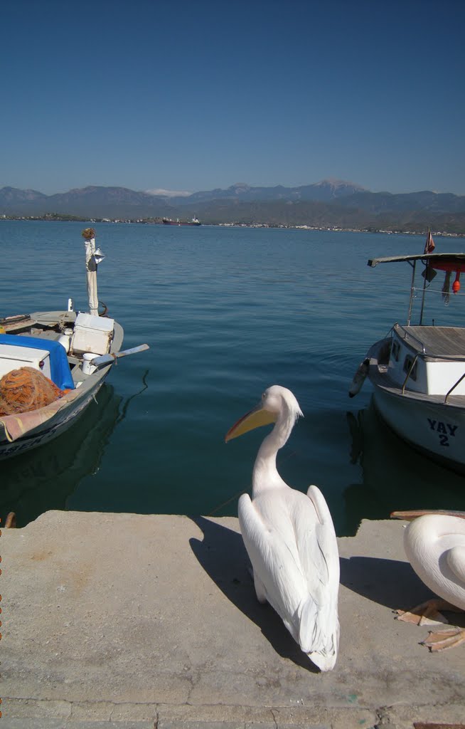 Cumhuriyet, 501/3. Sk., 48303 Fethiye/Muğla, Turkey by Ayşegül