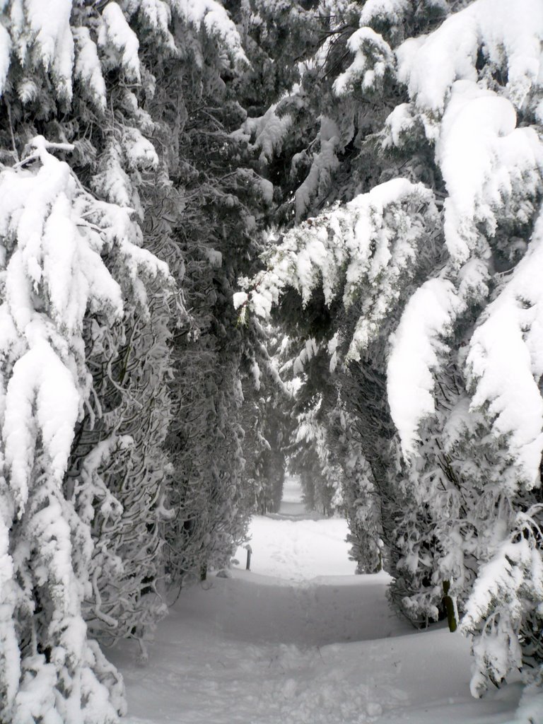 Nevicata del secolo by AmedeoRiva