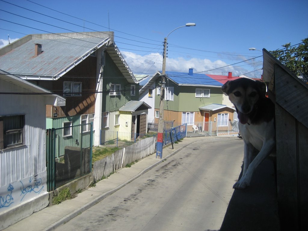 Calle "Los coigues"-Punta Arenas by charles988