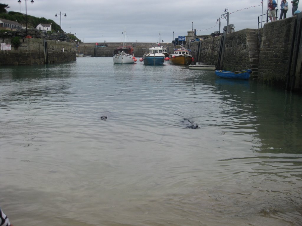 Seals in newquay harbour by gixxergirl