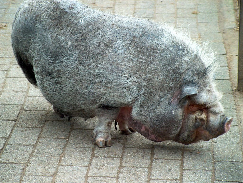 Hängebauchschwein by Kremmel