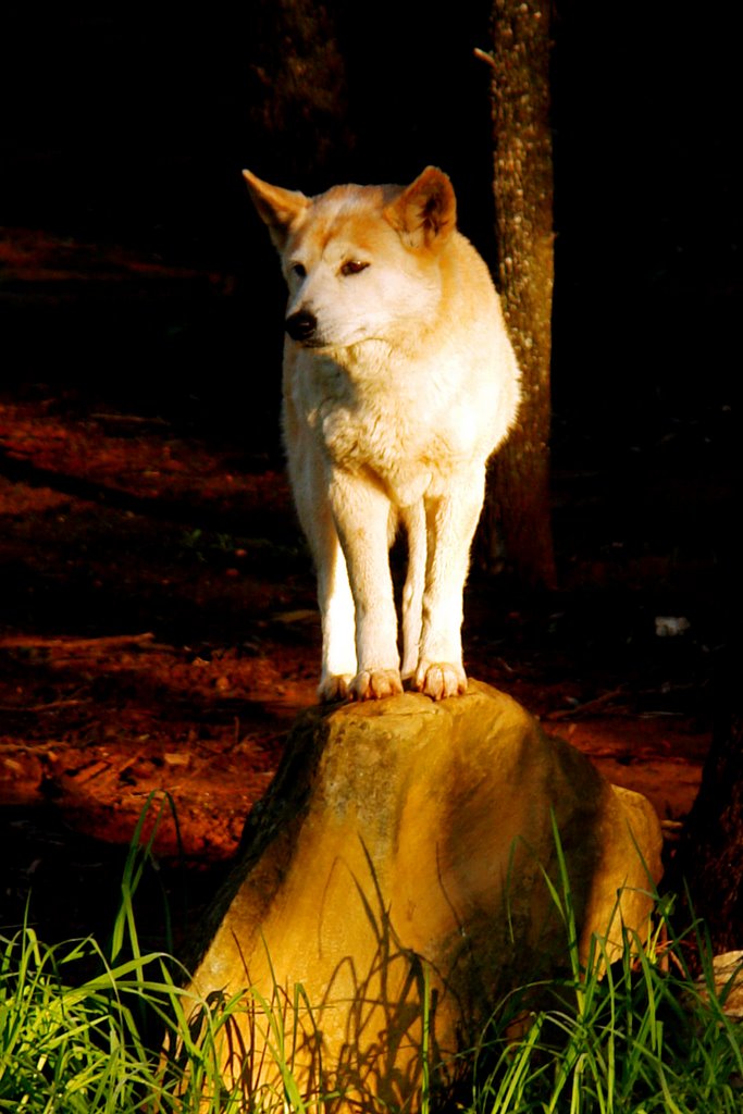 Dingo at Western Plains Zoo by Picture Paddy