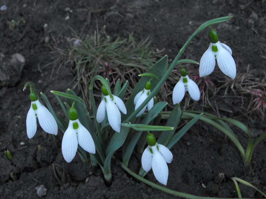 Visibabe (Galanthus nivalis) - Snowdrop by Станковић