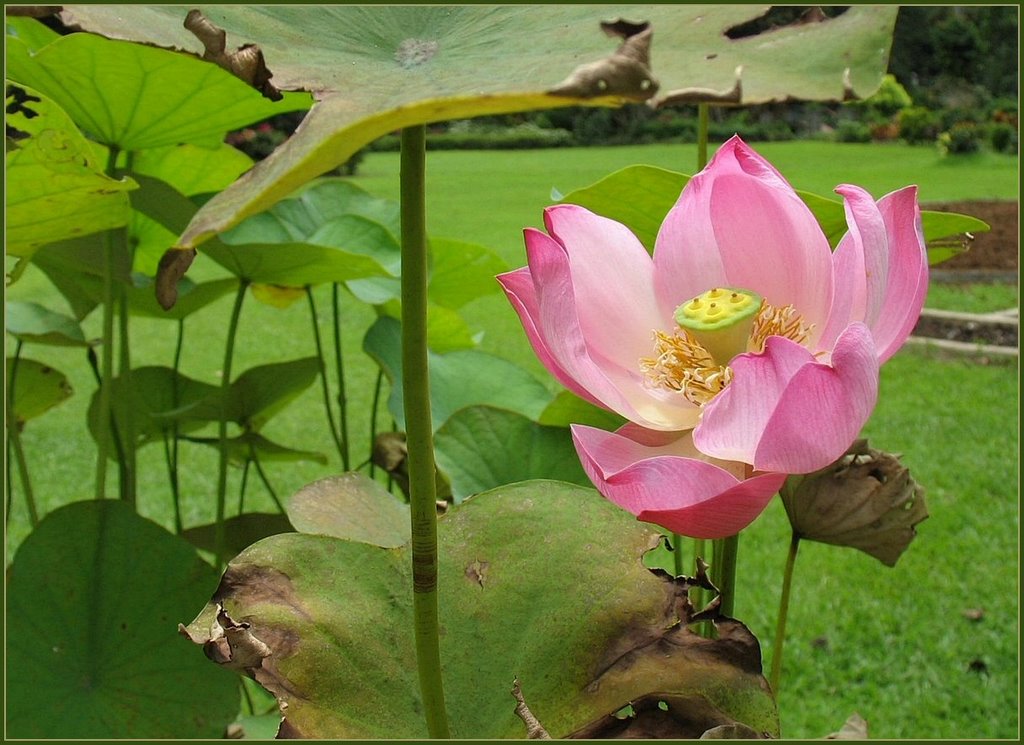 Lotus (Nelumbo nucifera) by Chris10 ©