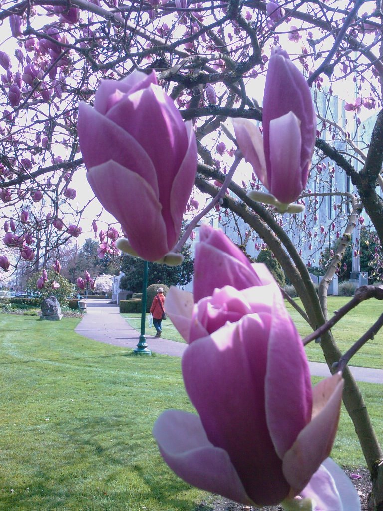 Blossoms at the Capitol by motobahta