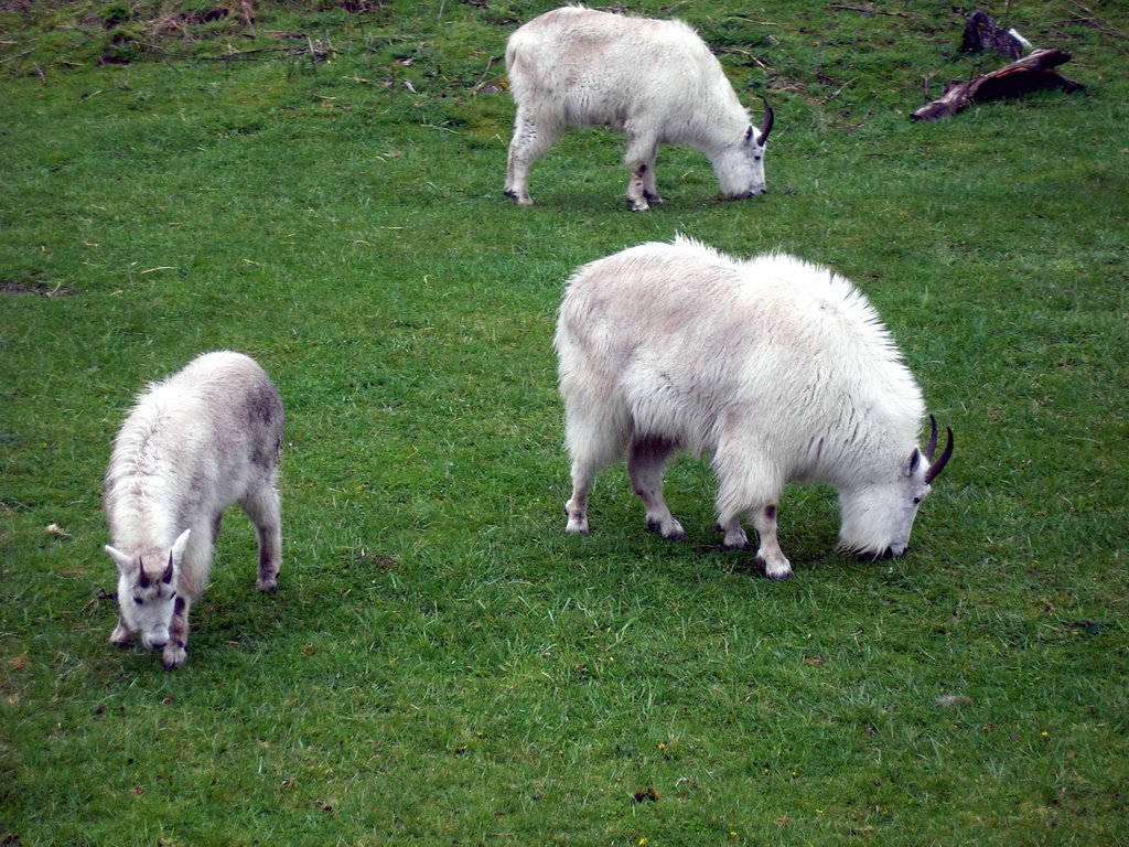 Mountain Goats at Northwest Trek by nerdgirl99